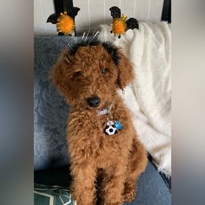 DOBIE Dough-bee 🐝 Due .... I love you